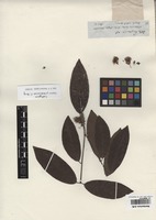 Isotype of Eugenia prosoneura O. Berg [family MYRTACEAE]