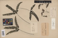 Isotype of Adiantum diaphanum Blume [family ADIANTACEAE]
