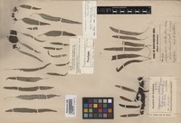 Paratype of Polypodium clathratum C.B. Clarke [family POLYPODIACEAE]