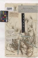 Syntype of Aegilops geniculata Roth [family POACEAE]