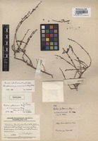 Isotype of Kochia pubescens Moq. ß cinerascens Moq. [family CHENOPODIACEAE]
