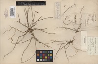 Isotype of Corispermum polygaloides Fisch. et C.A. Mey. [family CHENOPODIACEAE]