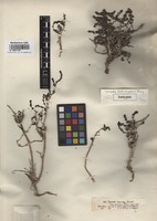 Isotype of Sevada schimperi Moq. [family CHENOPODIACEAE]