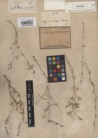 Isotype of Seidlitzia rosmarinus Bunge ex Boiss. [family CHENOPODIACEAE]