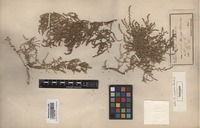 Isotype of Salsola aegaea Rech. f. [family CHENOPODIACEAE]