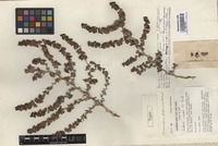Type of Climacoptera glaberrima Botsch. [family CHENOPODIACEAE]