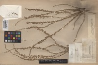 Type of Salsola hispanica Botsch. [family CHENOPODIACEAE]