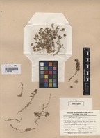 Isotype of Salsola libyca Botsch. [family CHENOPODIACEAE]