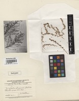 Isotype of Salsola portilloi Caball. [family CHENOPODIACEAE]