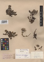 Isotype of Geum glaciale Adams ex Fisch. et C.A. Mey. [family ROSACEAE]