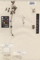Isotype of Cuscuta hyalina Roth [family CONVOLVULACEAE]