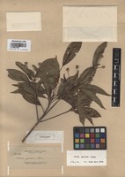 Isotype of Adina garciae Elmer [family RUBIACEAE]