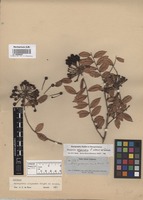 Isotype of Marcgravia oligandra C. Wright ex Griseb. [family MARCGRAVIACEAE]