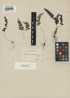 Isotype of Adiantum diaphanum Blume [family ADIANTACEAE]