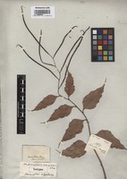 Isotype of Photinopteris horsfieldii J. Sm. [family POLYPODIACEAE]