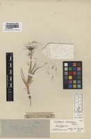Syntype of Hordeum comosum J. Presl [family POACEAE]