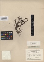 Isotype of Kochia salsoloides Fenzl [family CHENOPODIACEAE]