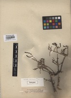 Isotype of Sevada schimperi Moq. [family CHENOPODIACEAE]