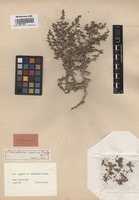 Type of Climacoptera iranica U.P. Pratov [family CHENOPODIACEAE]