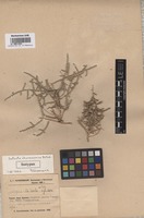 Isotype of Salsola chorassanica Botsch. [family CHENOPODIACEAE]