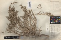 Type of Salsola mairei Botsch. [family CHENOPODIACEAE]