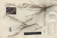 Type of Salsola praemontana Botsch. [family CHENOPODIACEAE]