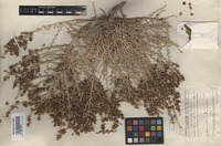 Type of Salsola subglabra Botsch. [family CHENOPODIACEAE]