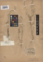 Isotype of Aerva tomentosa Forssk. [family AMARANTHACEAE]