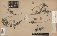 Original material of Eschscholzia californica Cham. [family PAPAVERACEAE]