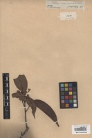 Original material of Talisia firma Radlk. [family SAPINDACEAE]