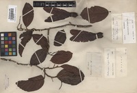 Isotype of Dipterocarpus insignis Thwaites [family DIPTEROCARPACEAE]