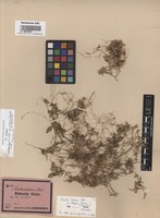 Isotype of Cuscuta hyalina Roth var. nubigena Yuncker [family CONVOLVULACEAE]