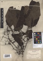 Isotype of Pavetta birmahica Bremek. var. tomentosa Bremek. [family RUBIACEAE]