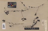 Original material of Pavetta parvifolia S. Vidal [family RUBIACEAE]