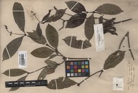 Isotype of Psychotria adenophylla Wall. [family RUBIACEAE]