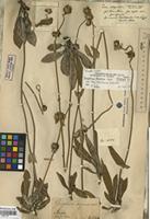 Holotype of Gomphrena decipiens Seub. [family AMARANTHACEAE]