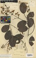Isotype of Banisteria blanchetiana A. Juss. [family MALPIGHIACEAE]