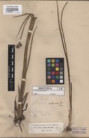 Isotype of Juncus involucratus Steud ex Buchenau [family JUNCACEAE]