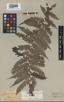 Isotype of Cyathea spinulosa Wall. [family CYATHEACEAE]