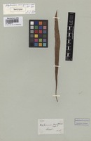 Original material of Asplenium ensiforme Wall. [family ASPLENIACEAE]