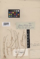 Isotype of Aegilops kotschyi Boiss. [family POACEAE]