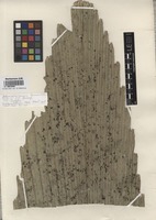 Isotype of Johannesteijsmannia lanceolata J. Dransf. [family ARECACEAE]
