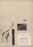 Isotype of Kochia salsoloides Fenzl [family CHENOPODIACEAE]