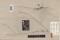 Type of Anthochlamys rechingeri Aellen [family CHENOPODIACEAE]