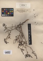 Isotype of Sevada schimperi Moq. [family CHENOPODIACEAE]