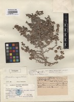 Isotype of Climacoptera iraqensis Botsch. [family CHENOPODIACEAE]