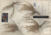 Holotype of Salsola gypsacea Botsch. [family CHENOPODIACEAE]