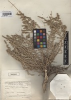 Isotype of Salsola mairei Botsch. [family CHENOPODIACEAE]