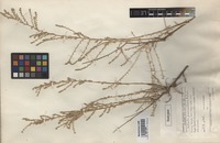 Isotype of Salsola praemontana Botsch. [family CHENOPODIACEAE]
