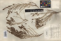 Isotype of Salsola subglabra Botsch. [family CHENOPODIACEAE]